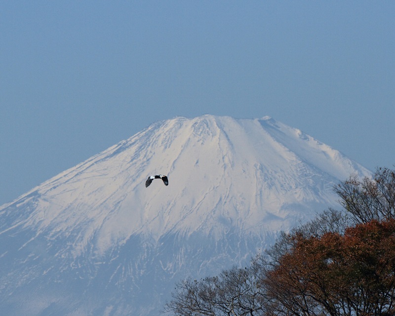 264：富士山とアオサギ：2013/11/23：神奈川県相模川：堀本徹