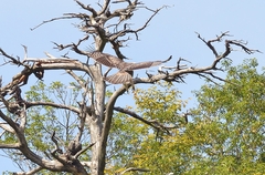 27：クマタカ：枯れ木に取り付く幼鳥の背中：2014/9/21：滋賀県：阪上　幸男