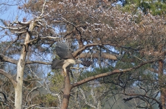 38：クマタカ：雪が残る枯れ木を背に幼鳥飛び出し：2015/2/28：滋賀県：阪上　幸男