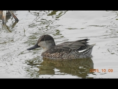 05-2015/10/9:数十羽の群れが穏やかな水面で採餌、休憩していました。:堀端延浩:三重県五主池