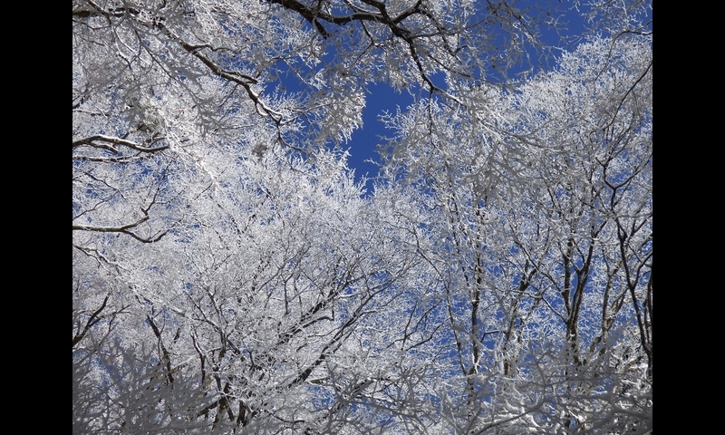 2014年12月07日-金剛山-美しい樹氷-杉本マサ子
