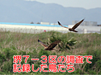 堺７-３区の鳥たち