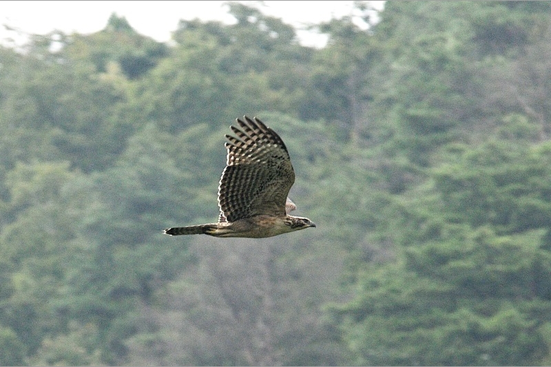 64：クマタカ：夏。幼鳥の飛翔：2012/1/19：滋賀県：阪上　幸男