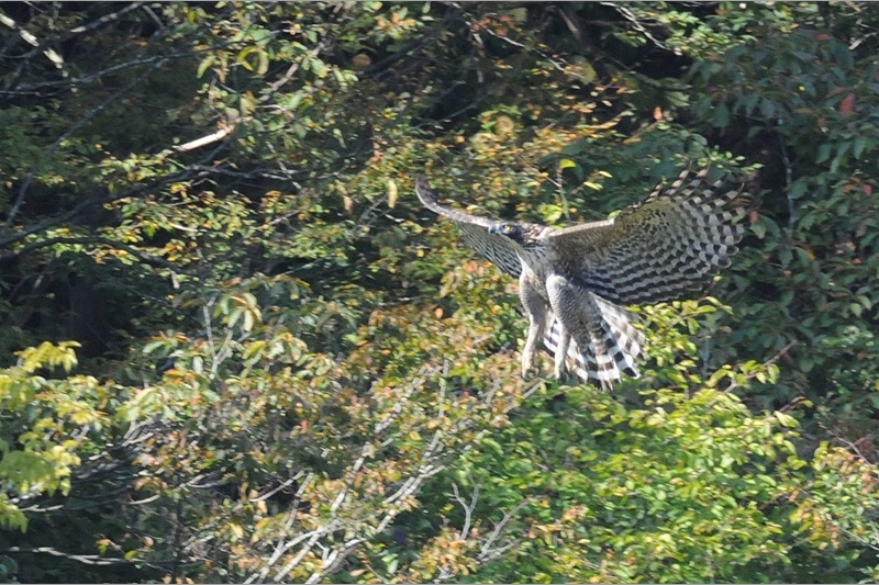 66：クマタカ：秋。間近の枯木に迫る成鳥：2012/10/6：滋賀県：阪上　幸男