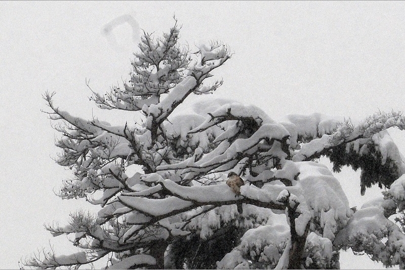68：クマタカ：冬。雪に埋もれる幼鳥：2012/10/27：滋賀県：阪上　幸男