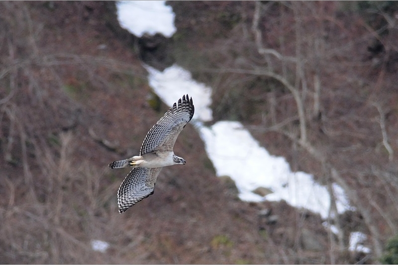 69：クマタカ：冬。雪の雪渓をバックに飛ぶ幼鳥：2012/12/24：滋賀県：阪上　幸男