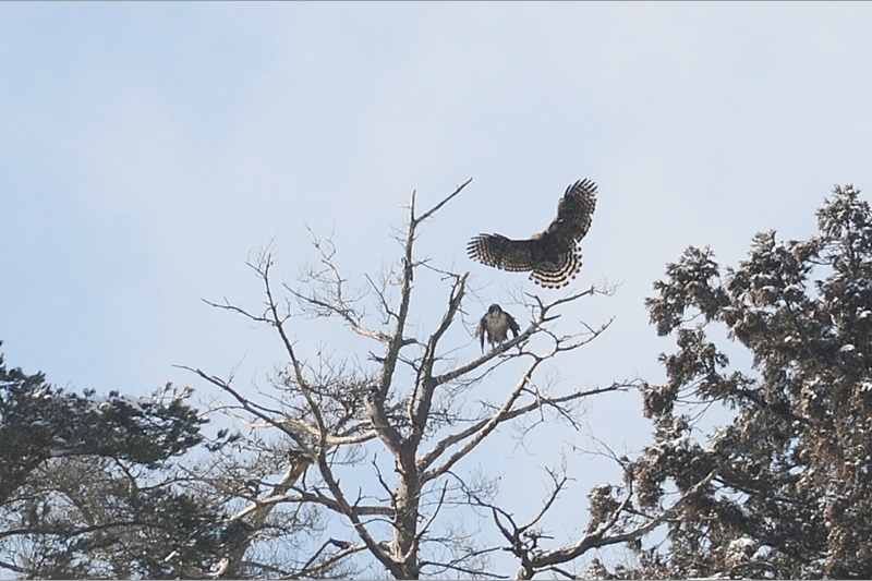 71：クマタカ：冬。稜線の枯木の上で交尾：2013/2/3：滋賀県：阪上　幸男