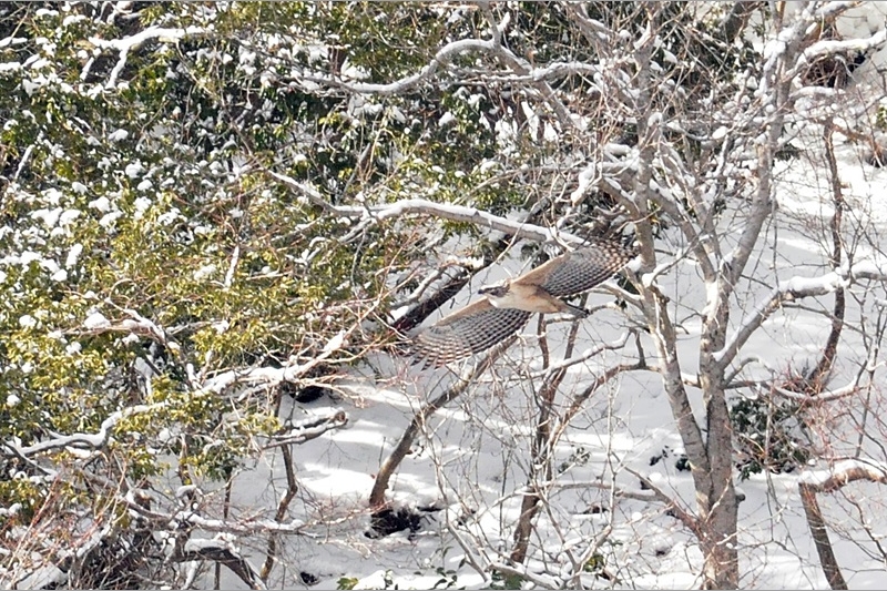 72：クマタカ：冬。大雪の日真っ白な幼鳥：2013/2/16：滋賀県：阪上　幸男
