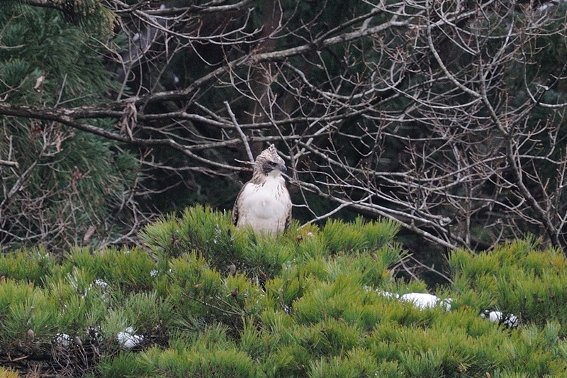 78：クマタカ：冬。松の木の上で休憩中の幼鳥：2013/12/22：滋賀県：阪上　幸男
