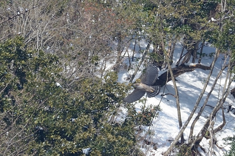 79：クマタカ：冬。雪の斜面をバックに飛ぶ成鳥：2013/12/23：滋賀県：阪上　幸男