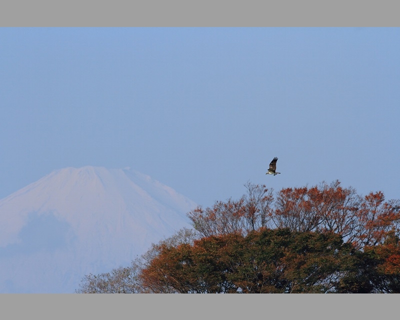 261：富士山とミサゴ：2013/11/17：神奈川県相模川：堀本徹
