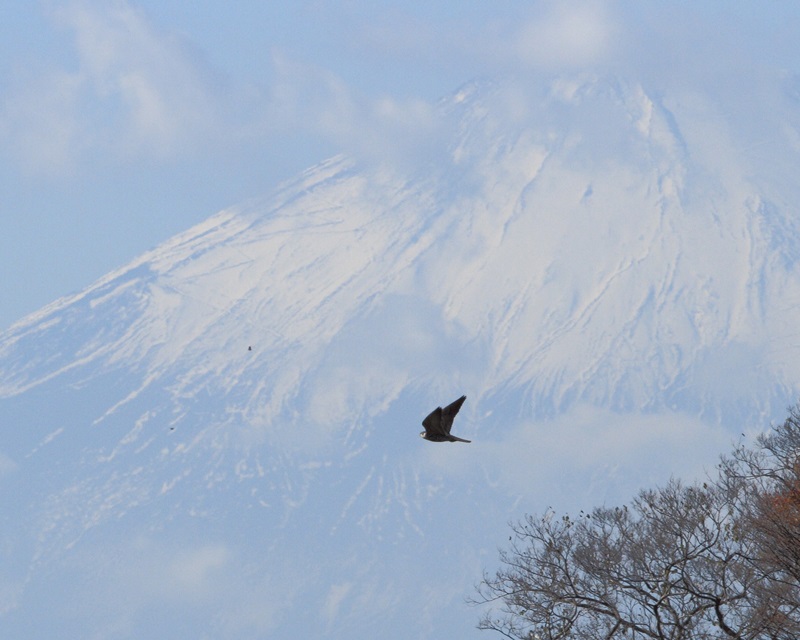 263：富士山とハヤブサ：2013/11/23：神奈川県相模川：堀本徹