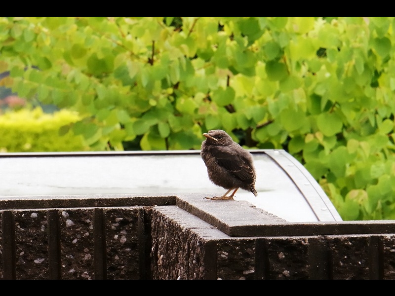 8：山下　馨：8：親を待つイソヒヨドリの幼鳥：2013/6/20：奈良県生駒郡平群町