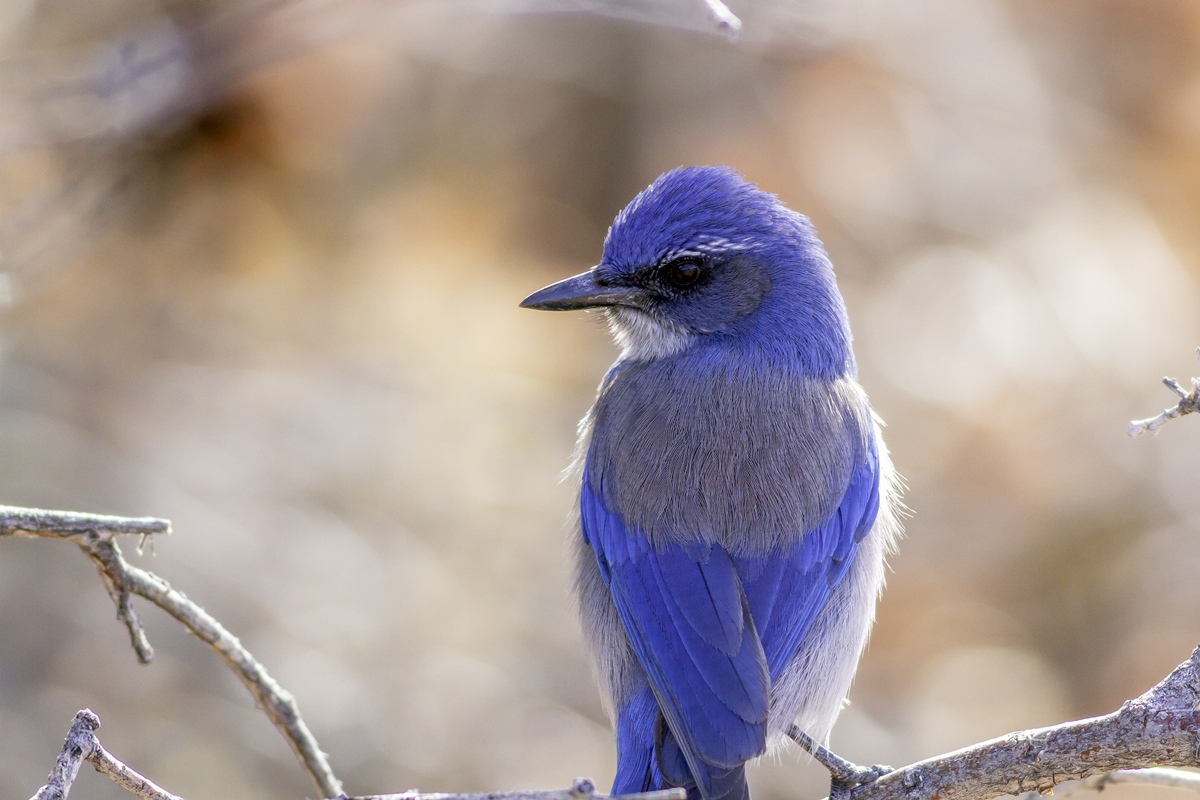 18年納涼野鳥まつり 中田 亘 写真集