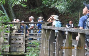 送電鉄塔のハヤブサを探す